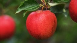 Ogrodnictwo