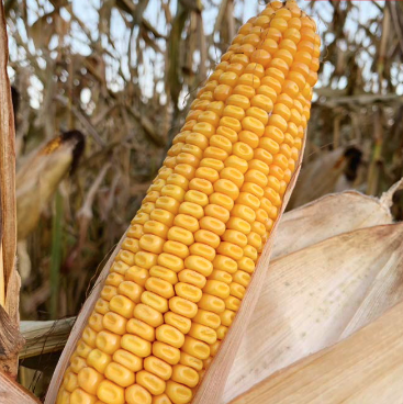 glumanda - nasiona kukurydzy