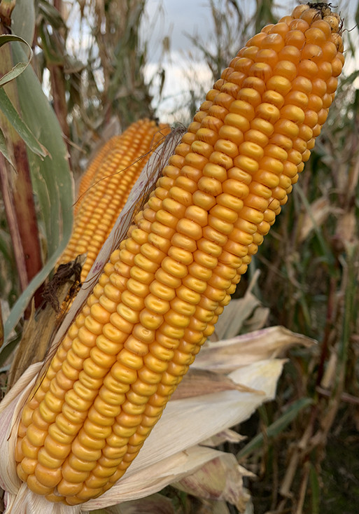 Murphey - nasiona kukurydzy