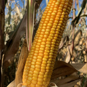 LG 31.224 - nasiona kukurydzy