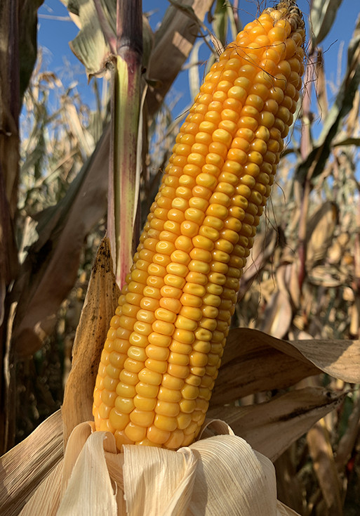 LG 31.224 - nasiona kukurydzy