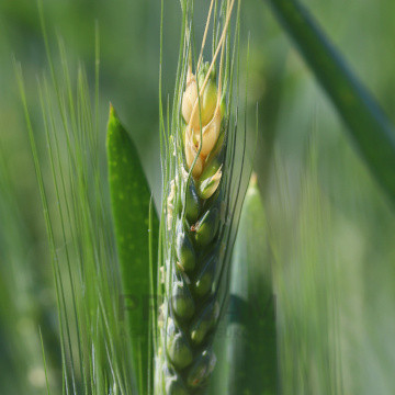 fuzarioza-klosow-zboz