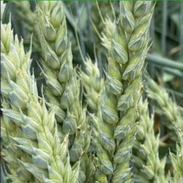 RGT KREUZER