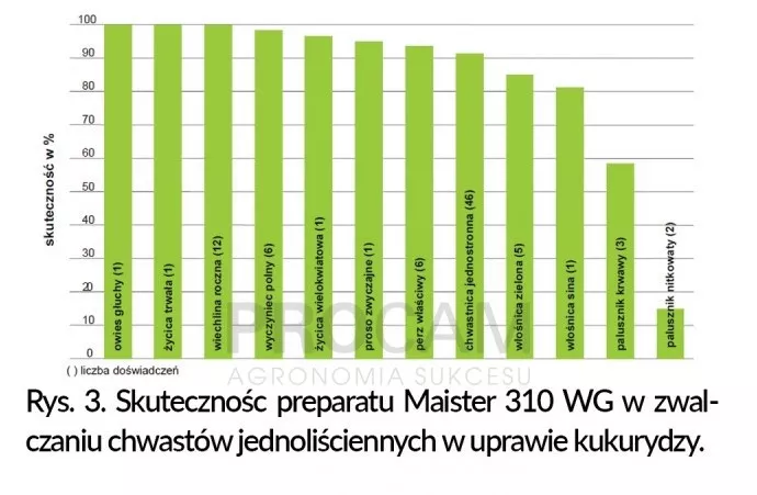 chwasty w kukurydzy